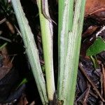 Spathiphyllum phryniifolium Escorça