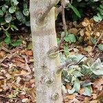 Acacia baileyana Azala