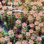 Sedum andegavense Flor