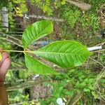 Ptelea trifoliata Lapas