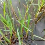 Paspalum distichum Floare