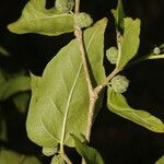 Morus celtidifolia Frucht