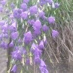 Campanula carnica Flower