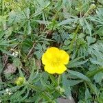 Ranunculus auricomus Flower