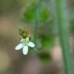 Caperonia palustris फूल