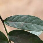 Dichostemma glaucescens Leaf