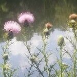 Cirsium discolor ফুল