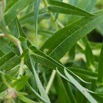 Symphyotrichum novae-angliae Leaf