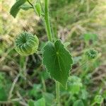 Abutilon mauritianum Fruct