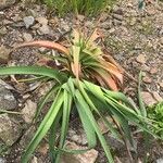 Kniphofia northiae Leaf