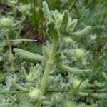 Teucrium rouyanum عادت داشتن