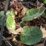 Bergenia ciliata ഇല