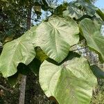 Pterospermum acerifolium Blatt