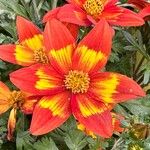 Bidens triplinervia Flor