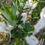 Salix waldsteiniana पत्ता