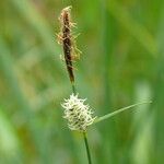 Carex tomentosa Kvet