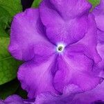 Brunfelsia pauciflora Çiçek