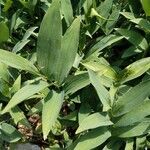 Maianthemum stellatum Feuille