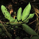 Nectandra cissiflora Blatt