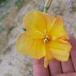 Oenothera longiflora Flor