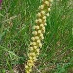 Orchis anthropophora Habit