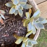 Graptopetalum paraguayenseVirág