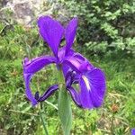 Iris latifolia Flower