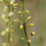 Reseda lutea Плід