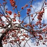 Malus × floribunda फल