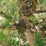 Torreya californica Corteza