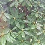 Rhododendron maximum Ліст