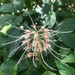 Aesculus parviflora Квітка