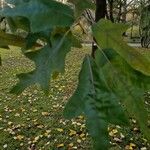 Quercus falcata Leaf