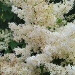 Syringa reticulataFloare