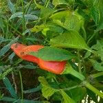 Capsicum annuum Fruit