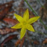 Hypoxis juncea Flower