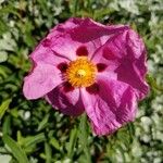 Cistus x purpureus Kwiat