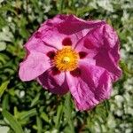 Cistus x purpureus ফুল