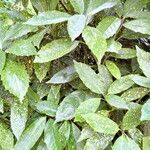 Eriobotrya japonica Likasa
