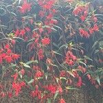 Begonia boliviensisFlors