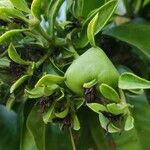 Rhodocactus grandifolius Fruit