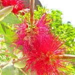 Melaleuca citrina Flower