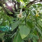 Brugmansia arborea Fiore