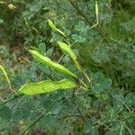 Calicotome spinosa Fruit