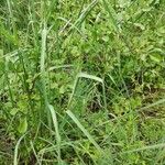 Elymus pungens Leaf