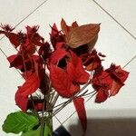 Mussaenda erythrophylla List