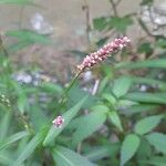 Polygonum persicariaFlower