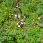 Verbena officinalisBlodyn