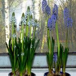 Muscari botryoides عادت داشتن