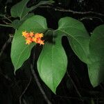 Gurania bignoniacea List